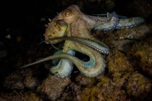 PADI Course Director - Tenerife  canary4 1 300x200 - My Underwater Gallery