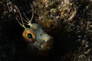 PADI Course Director - Tenerife  goby 1 300x200 - My Underwater Gallery