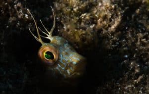 PADI Course Director - Tenerife  goby 300x190 - goby